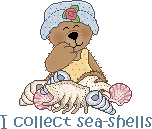 seashell bear